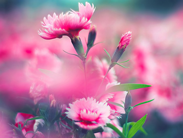 攻击网站在线工具